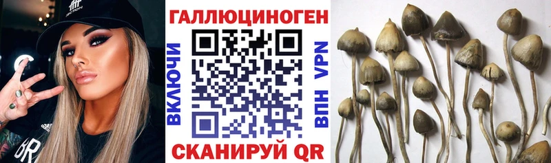 MEGA tor Пролетарск Псилоцибиновые грибы Cubensis закладка